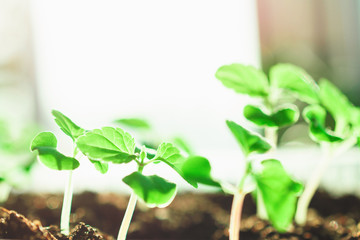 Growing plants at home. Spring planting. Green plants. Home garden.