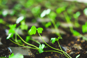 Growing plants at home. Spring planting. Green plants. Home garden.