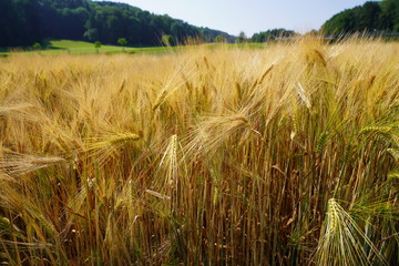 Close-up of golden field of barley in sunny summer day.