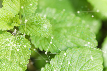 Modern agriculture with technology concept.