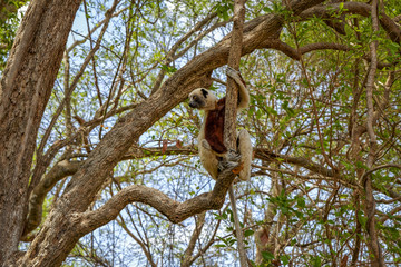 Lémurien (Propithèque de Coquerel) accroché à un arbre dans une forêt de Madagascar