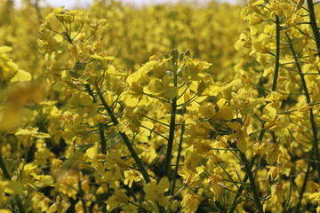 yellow rape field