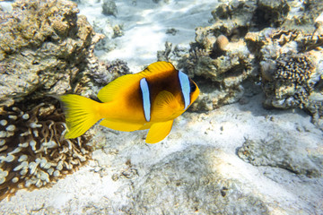 Fototapeta na wymiar Orange Clownfish (Anemone Fish) In Anemone Soft Coral. Bright Striped Marine Tropical Fish In Natural Habitat In Red Sea, Egypt. Amazing Symbiosis In Nature. Underwater Diving Photo.