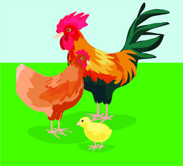 chicken family chick easter rooster red colorful nature animal baby bird icon isolated on nature garden  background