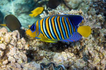 Fototapeta na wymiar Royal Angelfish (Regal Angel Fish) in a coral reef, Red Sea, Egypt. Tropical colorful fish with yellow fins, orange, white and blue stripes in blue ocean water. Side view, close up.