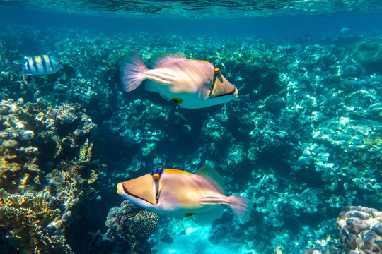 Pair of Arabian picassofish (Rhinecanthus assasi, triggerfish) in a coral reef in Red Sea, Egypt. Two unusual tropical bright fish in blue ocean lagoon water. Underwater photo.