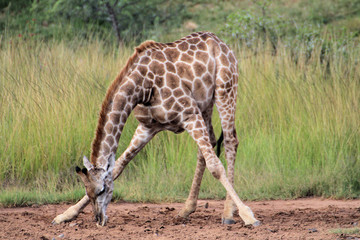 Giraffe leaking salts
