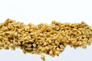 Wheat seeds starting to sprout on reflecting surface
