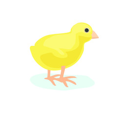 yellow little chicken easter chick animal baby bird icon isolated on white background