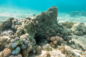 Long Spines Of Sea Urchin (Diadema Setosum) Hiden In The Rocks And Sand. Seabed Near Coral Reef, Clear Turquoise Shallow Water. Dangerous Underwater Animal With Black Poisoned Thorns, Red Sea, Egypt