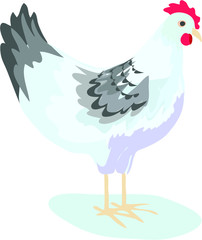 chicken easter white animal baby bird icon isolated on white background