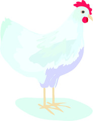 chicken easter white animal baby bird icon isolated on white background