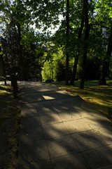 Obraz premium footpath with sunset sun light rays in the green spring city park trees magic nature season beauty 