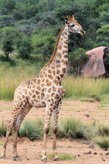 Young Giraffe Bull