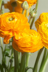 Ranunculus flower over green background