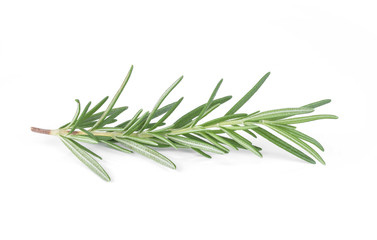 Fototapeta premium Rozmaryn na białym tle.
