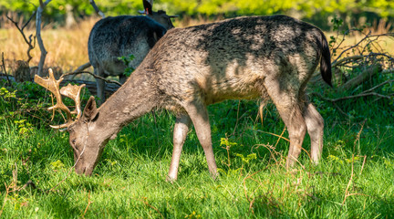 Deer in wild life