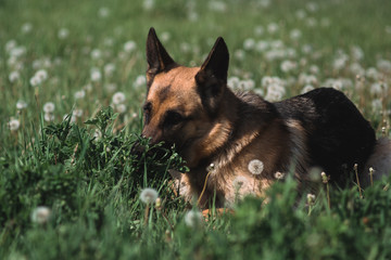 German shepherd lies in a field of dandelions, a shepherd in nature, a dog in the grass