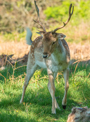 Deer in wild life