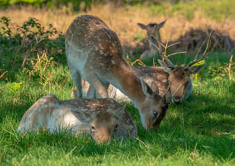 Deer in wild life