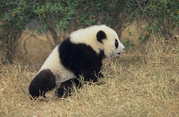 Fototapeta premium Giant Panda