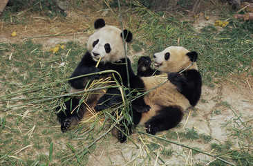 Naklejka premium Giant Panda