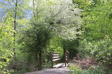 &Aacute;rvore em flor, ponte