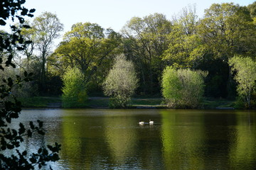 Fototapeta na wymiar Canadian Geese swimming on Kingsley Pond in Hampshire, UK