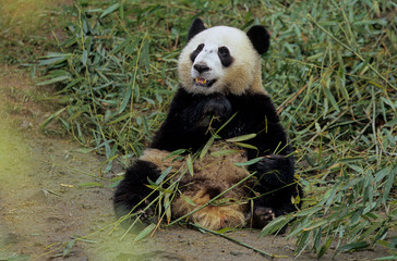 Fototapeta premium Giant Panda