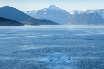 A stunning vista of Howe Sound mountains and ocean with a pod of dolphins swimming the foreground.