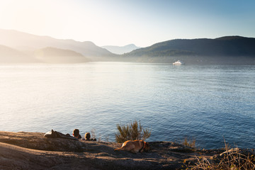 A happy in love couple relaxing with their dog watching the sunset with an ocean view and an island. © Adam