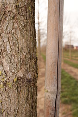 Baum in der Plantage Nahaufnahme