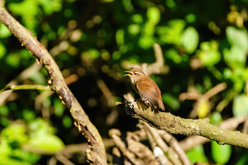 Wren (Troglodytes troglodytes) perched and singing, taken in the UK