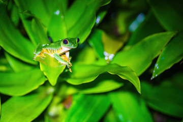 Red-Eyed Tree Frog (Agalychnis callidryas)