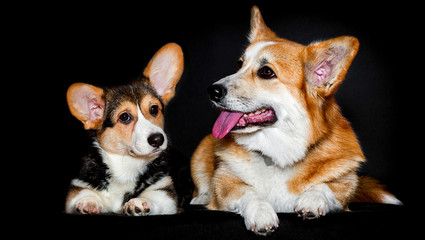 red dog looks sideways, welsh corgi pembroke