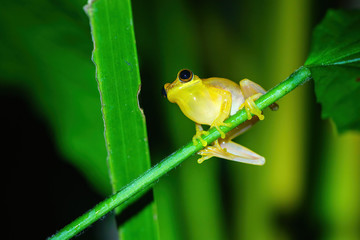 Small-headed tree frog (Hyla microcephala) in Costa Rica