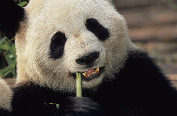 Obraz premium Giant Panda