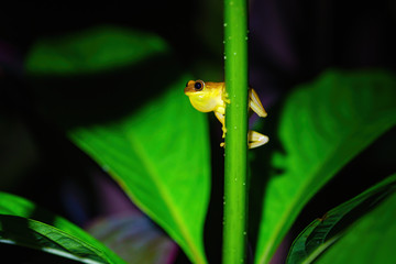 Small-headed tree frog (Hyla microcephala)