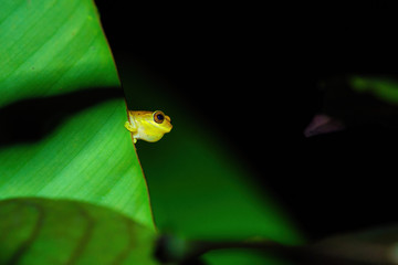 Small-headed tree frog (Hyla microcephala) in Costa Rica