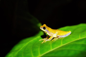 Small-headed tree frog (Hyla microcephala) in Costa Rica