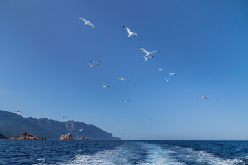 Flock of seagulls against blue sky flying over the sea behind the ship. Holidays in Sardinia.