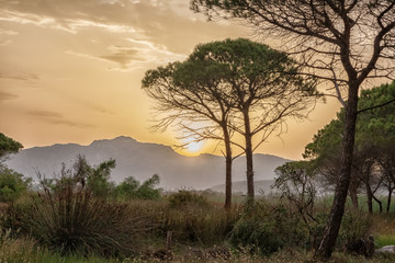 Fototapeta na wymiar Orange sunset in the mountains, pine trees in the foreground. Beauty of our planet.