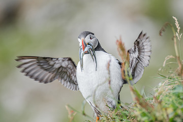 North Atlantic puffin with herring fish in its beak at Faroe island Mykines, late summer, closeup, details