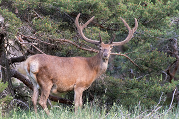 Cerf en bois de velours 