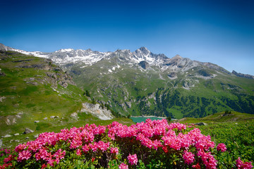 Massif de la dent Parrachée et rhododendrons en fleurs