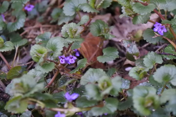 Lach nicht über mich - Gundelrebe
