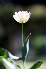 Photo of a radiant green spring background of white tulip. Low depth of field