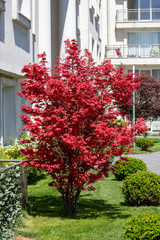 Fototapeta na wymiar front view beauty red tree 