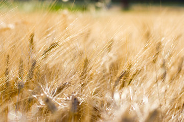 yellow wheat in the sky field
