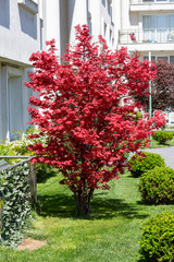 front view beauty red tree 